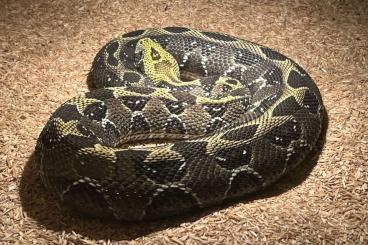 Venomous snakes kaufen und verkaufen Photo: Bitis Parviocula                                          