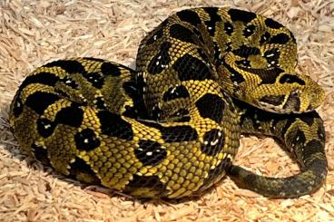 Venomous snakes kaufen und verkaufen Photo: Bitis Parviocula                                              