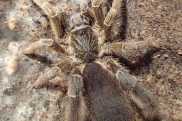 Spiders and Scorpions kaufen und verkaufen Photo: Verschiedene Afrikaner / African species
