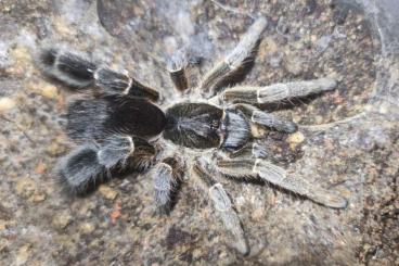 Spinnen und Skorpione kaufen und verkaufen Photo: 0.2 Eucratoscelus pachypus