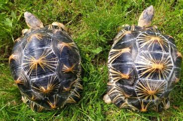 Schildkröten  kaufen und verkaufen Foto: Verkaufe Landschildkröten Radiata