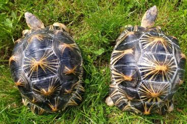 Schildkröten kaufen und verkaufen Foto: Verkaufe Landschildkröten Radiata Schildkröten kaufen und verkaufen Foto: Verkaufe Landschildkröten Radiata