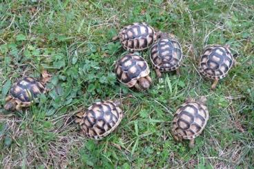Landschildkröten kaufen und verkaufen Foto: kleine knapp einjährige Breitrandschildkröten 