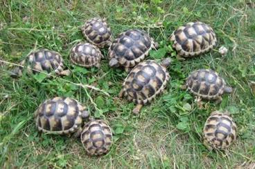 Tortoises kaufen und verkaufen Photo: kleine Breitrandschildkröten NZ 2023 und 2024 Tortoises kaufen und verkaufen Photo: kleine Breitrandschildkröten NZ 2023 und 2024