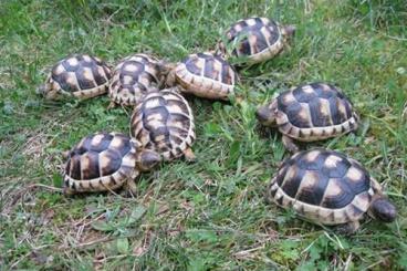 Landschildkröten kaufen und verkaufen Foto: 2 Jahre alte Breitrandschildkröten