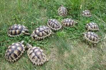 Tortoises kaufen und verkaufen Photo: Breitrandschildkröten NZ 2021 und 2022 Tortoises kaufen und verkaufen Photo: Breitrandschildkröten NZ 2021 und 2022