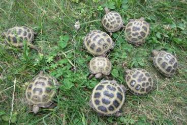 Tortoises kaufen und verkaufen Photo: Vierzehenschildkröten / Steppenschildkröten NZ 2023 und 2024 Tortoises kaufen und verkaufen Photo: Vierzehenschildkröten / Steppenschildkröten NZ 2023 und 2024