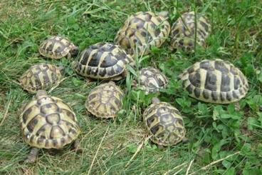Tortoises kaufen und verkaufen Photo: kleine griechische Landschildkröten NZ 2023 und 2024 Tortoises kaufen und verkaufen Photo: kleine griechische Landschildkröten NZ 2023 und 2024