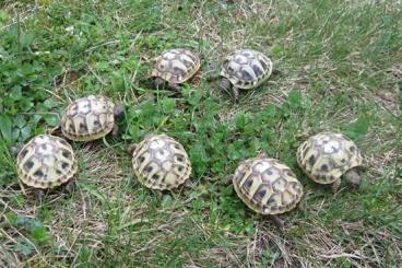 Landschildkröten kaufen und verkaufen Foto: kleine griechische Landschildkröten NZ 2022 und 2023