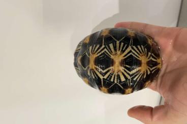 Tortoises kaufen und verkaufen Photo: Astrochelys radiata to sell Tortoises kaufen und verkaufen Photo: Astrochelys radiata to sell