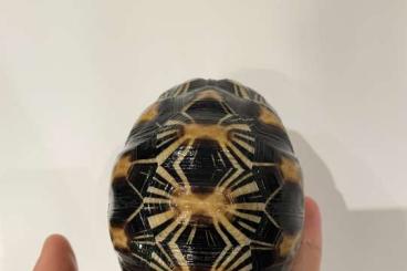 Tortoises kaufen und verkaufen Photo: Astrochelys radiata to sell 