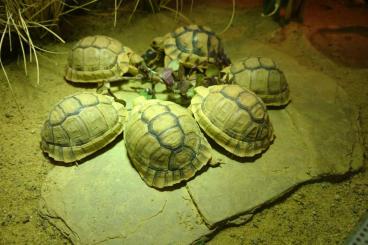 Schildkröten  kaufen und verkaufen Foto: Testudo Kleinmanni Nachzuchten von 2023
