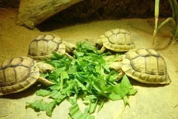 Tortoises kaufen und verkaufen Photo: Testudo Kleinmanni Nachzuchten von 2024 Tortoises kaufen und verkaufen Photo: Testudo Kleinmanni Nachzuchten von 2024