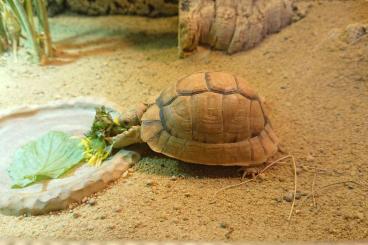 Tortoises kaufen und verkaufen Photo: Testudo Kleinmanni Nachzuchten von 2022 Tortoises kaufen und verkaufen Photo: Testudo Kleinmanni Nachzuchten von 2022