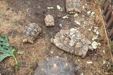 Landschildkröten kaufen und verkaufen Foto: Wegen schwerer Krankheit Hobbyaufgabe hier 