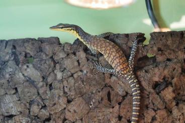 Echsen  kaufen und verkaufen Foto: Reptiles for December Hamm