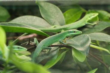 Lizards kaufen und verkaufen Photo: Reptiles for December Hamm