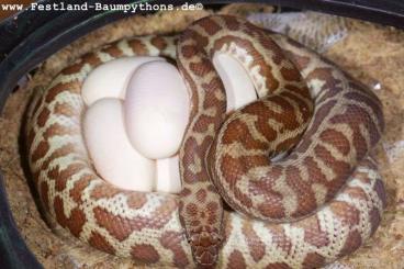 Pythons kaufen und verkaufen Foto: Antaresia s. stimsoni - Wheatbelt loc. Pythons kaufen und verkaufen Foto: Antaresia s. stimsoni - Wheatbelt loc.