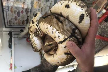 Ball Pythons kaufen und verkaufen Photo: 0,1 Bumblebee,Königspython