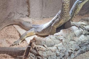 Monitor lizards kaufen und verkaufen Photo: Varanus panoptes panoptes 