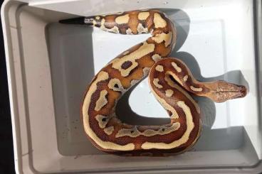Schlangen kaufen und verkaufen Foto: Python brongersmai pure Bangka island CB2023