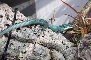 Echsen kaufen und verkaufen Foto: Abronia graminea Echsen kaufen und verkaufen Foto: Abronia graminea