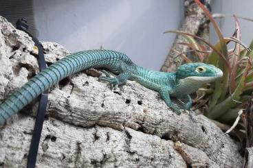 Lizards kaufen und verkaufen Photo: Abronia graminea Lizards kaufen und verkaufen Photo: Abronia graminea
