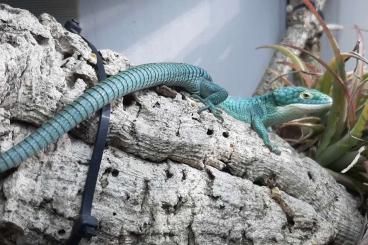 Echsen kaufen und verkaufen Photo: Abronia graminea Echsen kaufen und verkaufen Photo: Abronia graminea