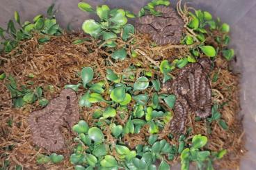 Snakes kaufen und verkaufen Photo: CBB Dasypeltis fasciata - Central African egg-eating snake Snakes kaufen und verkaufen Photo: CBB Dasypeltis fasciata - Central African egg-eating snake