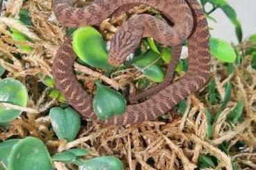 Snakes kaufen und verkaufen Photo: CBB Dasypeltis fasciata - Central African egg-eating snake Snakes kaufen und verkaufen Photo: CBB Dasypeltis fasciata - Central African egg-eating snake