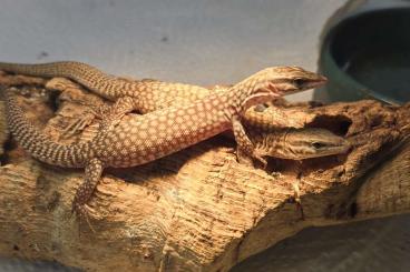 Warane kaufen und verkaufen Foto: Varanus acanthurus yellow breeding group