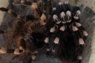 Spinnen und Skorpione kaufen und verkaufen Foto: Verkaufe Acanthoscurria geniculata 