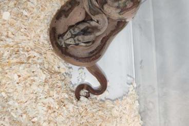 Snakes kaufen und verkaufen Photo: Hypo Blood Leopard boas Baby 2024