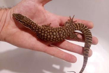 Warane kaufen und verkaufen Foto: varanus acanthurus 2024 et 2025 Warane kaufen und verkaufen Foto: varanus acanthurus 2024 et 2025