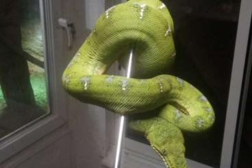 Boas kaufen und verkaufen Foto: femelle Corallus caninus cb24 Boas kaufen und verkaufen Foto: femelle Corallus caninus cb24