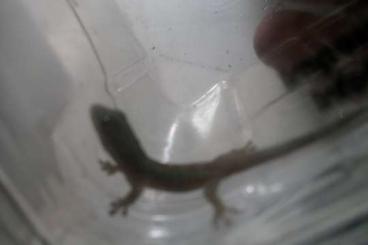 Geckos kaufen und verkaufen Photo: phelsuma robertmertensi Cb25