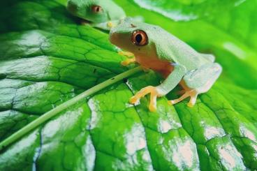 Frösche  kaufen und verkaufen Foto: Agalychnis callidryas DNZ