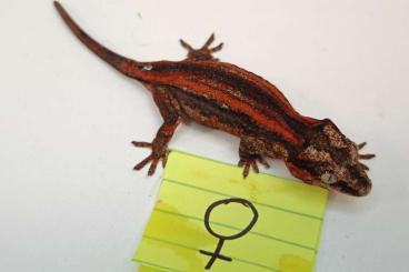 Lizards kaufen und verkaufen Photo: Hamm 9.12. Row TU (Exo-World)