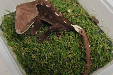 Lizards kaufen und verkaufen Photo: Houten EK5 - ExoWorld 1.6.2025