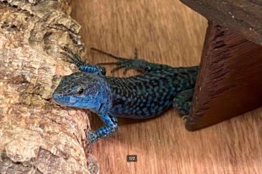 Echsen kaufen und verkaufen Photo: Podarcis siculus paulae nachzuchten Echsen kaufen und verkaufen Photo: Podarcis siculus paulae nachzuchten