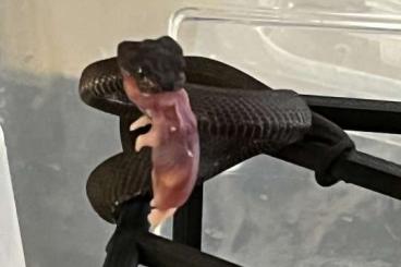 Schlangen kaufen und verkaufen Foto: Orthriophis taeniurus   Star/ O. grabowskyi , Trimmeresurus