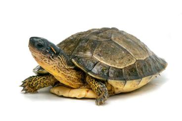 Turtles kaufen und verkaufen Photo: Turtles and tortoises for Hamm