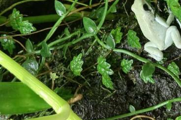 Poison dart frogs kaufen und verkaufen Photo: Biete für die Terraristika Hamm