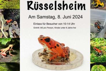 Poison dart frogs kaufen und verkaufen Photo: Biete für Rüsselsheim & Terra Ruhr