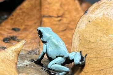 Poison dart frogs kaufen und verkaufen Photo: A. Galactonotus & D. Auratus La Coca 