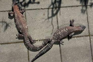 Lizards kaufen und verkaufen Photo: Heldorma Suspectum & Heloderma Horridum !LAST PAIRS! Lizards kaufen und verkaufen Photo: Heldorma Suspectum & Heloderma Horridum !LAST PAIRS!