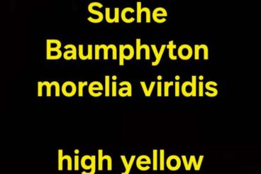 Schlangen kaufen und verkaufen Foto: Suche Morelia high yellow 