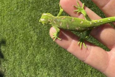 Geckos kaufen und verkaufen Photo: naultinus grayii 2024 or older Geckos kaufen und verkaufen Photo: naultinus grayii 2024 or older