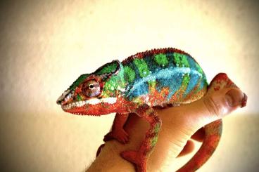 Chamäleons kaufen und verkaufen Foto: 1.0 furcifer pardalis Ambilobe Pantherchamaeleon
