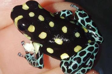 Poison dart frogs kaufen und verkaufen Photo: Dendrobates Tinctorius 'Tumucumaque', Ranitomeya Vanzolinii 